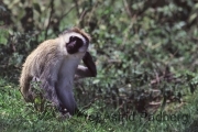 Ngorongoro Krater, Meerkatze