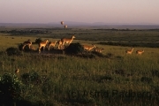 Blick über die Savanne des Masai Mara NP