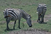 Ngorongoro Krater, Zebras