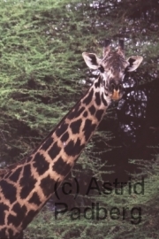 Lake Manyara, Giraffe