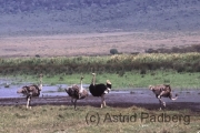 Ngorongoro Krater, Strauße