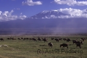 Ambroseli NP, Blick auf Kilimanjaro mit Gnuherde