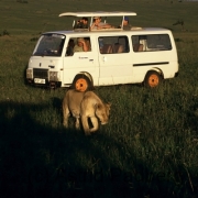 Löwin mit Touriauto