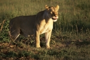 Massai Mara Nationalpark, Löwe