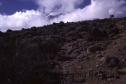 Aufstieg auf den Kilimanjaro