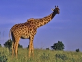 Massai Mara Nationalpark, Giraffe