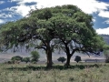 Ngorongoro Krater, Schirmakazien