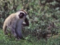 Ngorongoro Krater, Meerkatze