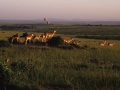 Blick über die Savanne des Masai Mara NP