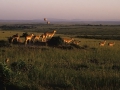 Blick über die Savanne des Masai Mara NP