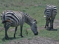 Ngorongoro Krater, Zebras