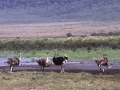 Ngorongoro Krater, Strauße