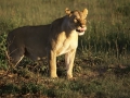 Massai Mara Nationalpark, Löwe