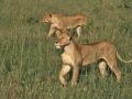 Löwen auf der Jagd