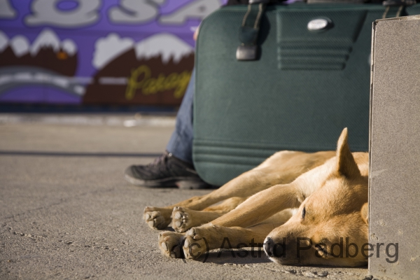 Müder Hund am Busbahnhof