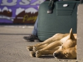 Müder Hund am Busbahnhof