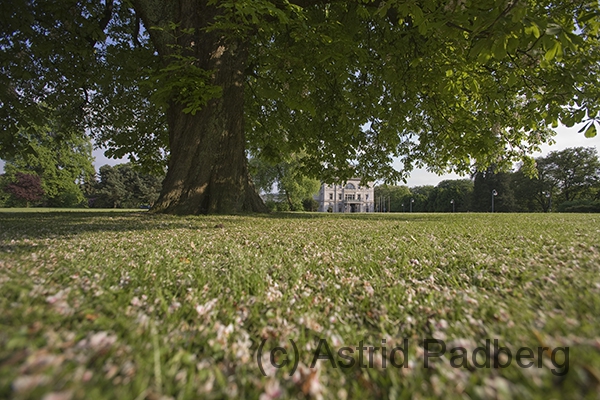 Kastanie und Villa Hügel