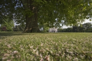 Kastanie und Villa Hügel