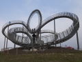 Tiger + Turtle