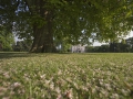 Kastanie und Villa Hügel