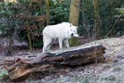 Polarwolf mit Snack
