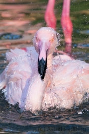 Chileflamingo