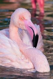 Chileflamingo