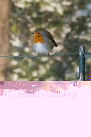 Rotkehlchen