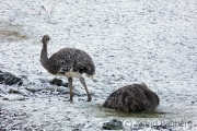 Nandus im Schnee