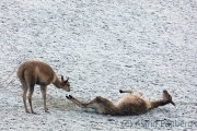 Vikunjas im Raureif