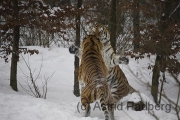 Tiger im Schnee