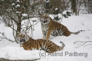 Tiger im Schnee