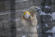 Eisbär mit Ball