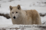 Arktischer Wolf