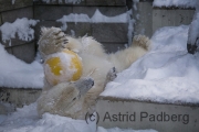 Eisbär mit Ball