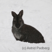 Bennettskänguru