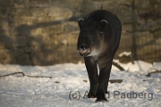 Tapir