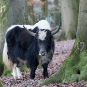 Yak mit Herz