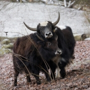 Yaks