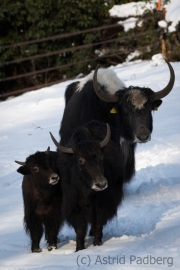 yaks_familienfoto_9089_web