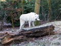 Polarwolf mit Snack