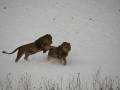 Löwen im Schnee