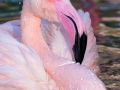 Chileflamingo