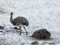 Nandus im Schnee