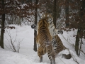 Tiger im Schnee