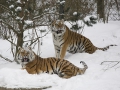 Tiger im Schnee