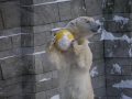 Eisbär mit Ball