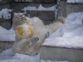 Eisbär mit Ball