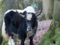 Yak mit Herz