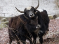 Yaks